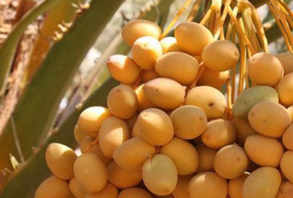 Date Seasons in Saudi Arabia: When the Palm Tells Our Story