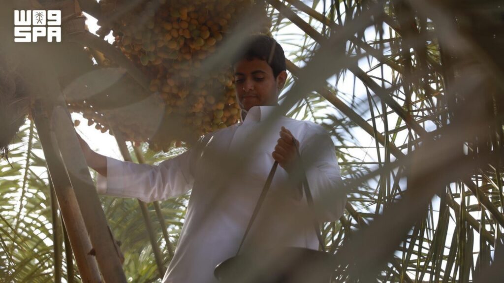 Qassim Center Trains Saudi Youth for Date Harvest Season