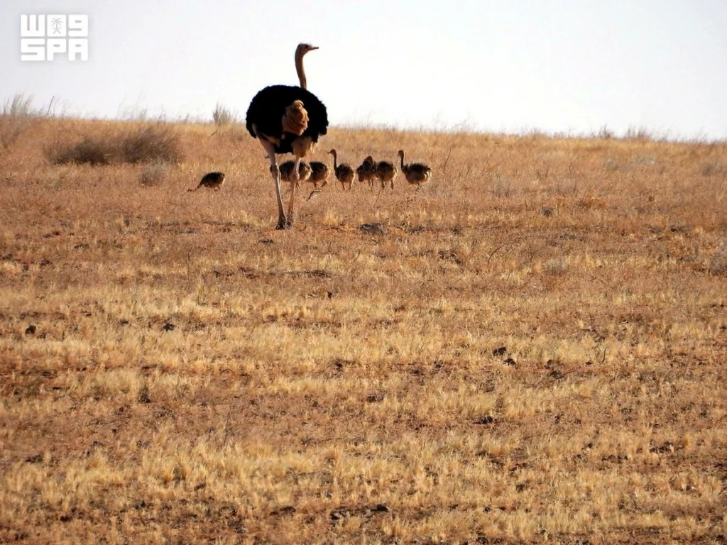 Seven red-necked ostrich chicks hatch in Saudi reserve in reintroduction milestone