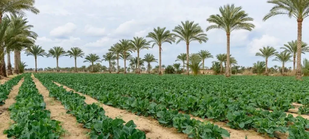 Saudi Arabia receives UN Award for World Restoration Flagships