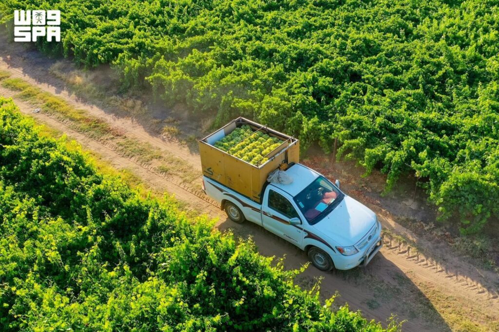 Grape Festival Opens in Qassim