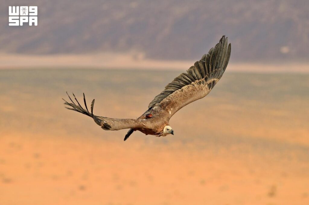 Rehabilitated Griffon Vultures from Prince Mohammed bin Salman Royal Reserve Settle in Armenia and Iraq After Crossing Eight Countries