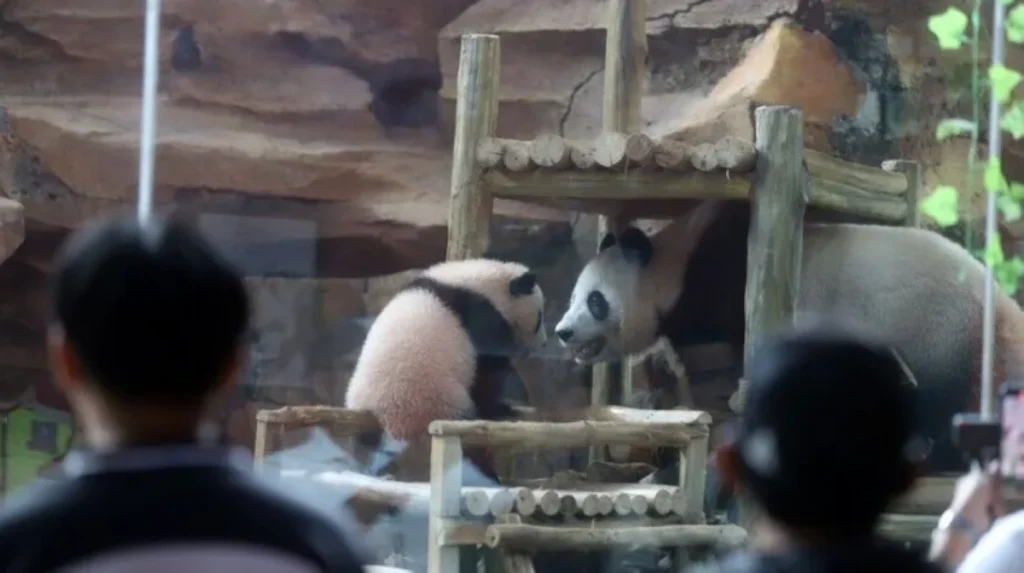 Two giant pandas leave China for new home at Zoo Atlanta